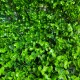 Зелень на пластиковой основе, 40х60 см, ярко-зелений, шт. Зелень на пластиковой основе, 40х60 см, ярко-зелений, шт.
