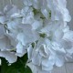 Букет гортензии, 48 см, белая, шт.