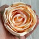 Бутон чайной розы, 7 см, персиковая, упаковка 12 шт.