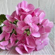 Букет гортензии мини (С30300), 35 см, рожевый, шт. Букет гортензии мини (С30300), 35 см, рожевый, шт.