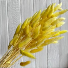 Лагурус стабилизированный, 60 см, желтый, упаковка 100 шт. 