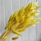 Лагурус стабилизированный, 60 см, желтый, упаковка 100 шт. 