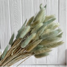 Лагурус стабилизированный, 60 см, мятный, упаковка 100 шт. 