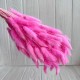Лагурус стабилизированный, 60 см, розовый, упаковка 100 шт. Лагурус стабилизированный, 60 см, розовый, упаковка 100 шт.