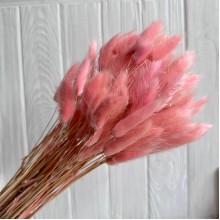 Лагурус стабилизированный, 60 см, персиковый, упаковка 100 шт. 