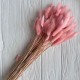 Лагурус стабилизированный, 60 см, персиковый, упаковка 100 шт. 