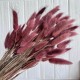 Лагурус стабилизированный, 60 см, пудрово-бордовый, упаковка 100 шт. 