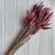 Лагурус стабилизированный, 60 см, пудрово-бордовый, упаковка 100 шт. 