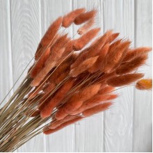 Лагурус стабилизированный, 60 см, оранжевый, упаковка 100 шт. 