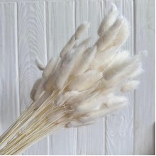 Лагурус стабілізований, 60 см, айворі, упаковка 100 шт.