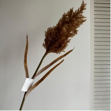 Ветка камыша, 85 см, капучино, шт.