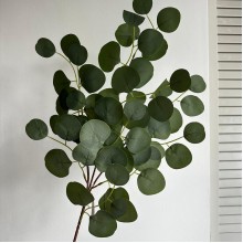 Эвкалипт свисающий (средний), 65 см, зеленый, шт.