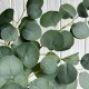 Эвкалипт свисающий (средний), 65 см, зеленый, шт.