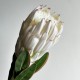 Протея большая, 8 см, белая, шт.