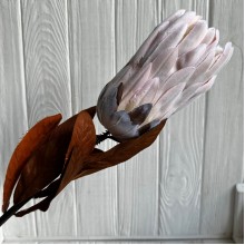 Протея большая, 8 см, светло-розовая, шт.