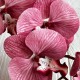 Ветка орхидеи, 110 см, розово-пудровая, шт.