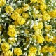 Букет озотамнуса, 30 см, жовтий, шт.