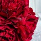 Букет древовидной пионии, 8х27 см, бордовый, букет 5 шт.