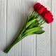 Букет тюльпанов, 34 см, красный, букет з 9 шт.