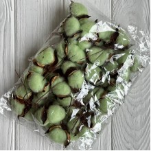 Хлопок стабилизированный (коробочка), 5-6 см, светло-зеленый, упаковка 20 шт.