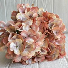 Гортензия латексная (С30056), 46 см, капучино, шт.