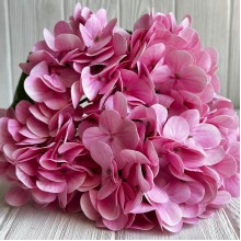 Гортензия латексная (С30056), 46 см, розовая, шт.