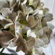 Ветка гортензии (С30542), 66 см, светло-оливковая, шт.