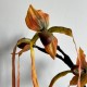Гілка дикої орхідеї, 80 см, помаранчева, шт. Гілка дикої орхідеї, 80 см, помаранчева, шт.