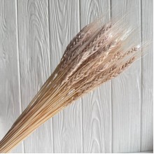 Колоски стабилизированные, 60 см, серо-кремовые, упаковка 30 шт.