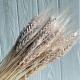 Колоски стабилизированные, 60 см, серо-кремовые, упаковка 30 шт.