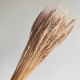 Колоски стабилизированные, 60 см, серо-кремовые, упаковка 30 шт.