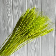Колоски стабилизированные, 60 см, салатовые, упаковка 30 шт.