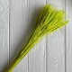 Колоски стабилизированные, 60 см, салатовые, упаковка 30 шт. Колоски стабилизированные, 60 см, салатовые, упаковка 30 шт.