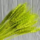 Колоски стабилизированные, 60 см, салатовые, упаковка 30 шт. Колоски стабилизированные, 60 см, салатовые, упаковка 30 шт.