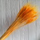 Колоски стабилизированные, 60 см, оранжевые, упаковка 30 шт.