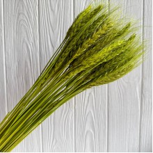Колоски стабилизированные, 60 см, оливковые, упаковка 30 шт.