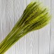 Колоски стабілізовані, 60 см, оливкові, упаковка 30 шт.