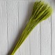 Колоски стабілізовані, 60 см, оливкові, упаковка 30 шт. Колоски стабілізовані, 60 см, оливкові, упаковка 30 шт.