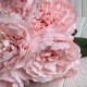 Букет пионов (С30478), 44 см, светло-розовый, шт. Букет пионов (С30478), 44 см, светло-розовый, шт.