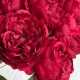 Букет пионов (С30478), 44 см, бордовый, шт.
