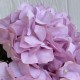 Букет гортензии (С30469), 48 см, розово-сиреневый, шт.