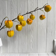 Ветка физалиса (С30514), 76 см, желтая, шт.