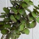 Ветка эвкалипта (ТВ-С30715), 47 см, ярко-зеленая, шт.
