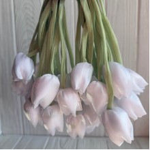 Тюльпаны из органзы, 42 см, белые, упаковка 20 шт. Тюльпаны из органзы, 42 см, белые, упаковка 20 шт.