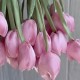 Тюльпаны из органзы, 42 см, розовые, упаковка 20 шт. Тюльпаны из органзы, 42 см, розовые, упаковка 20 шт.