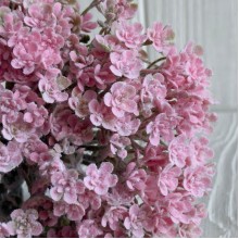 Цветущая зелень (С30659), 19 см, розовая, букет с 5 шт.