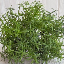 Букет декоративного розмарина (С30664), 18 см, зеленый, букет з 6 шт.