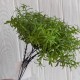 Букет декоративного розмарина (С30664), 18 см, зеленый, букет з 6 шт.