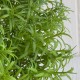 Букет декоративного розмарина (С30664), 18 см, зеленый, букет з 6 шт.