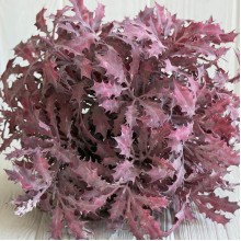 Букет остролиста (С30661), 32 см, бордовый, букет з 5 шт.